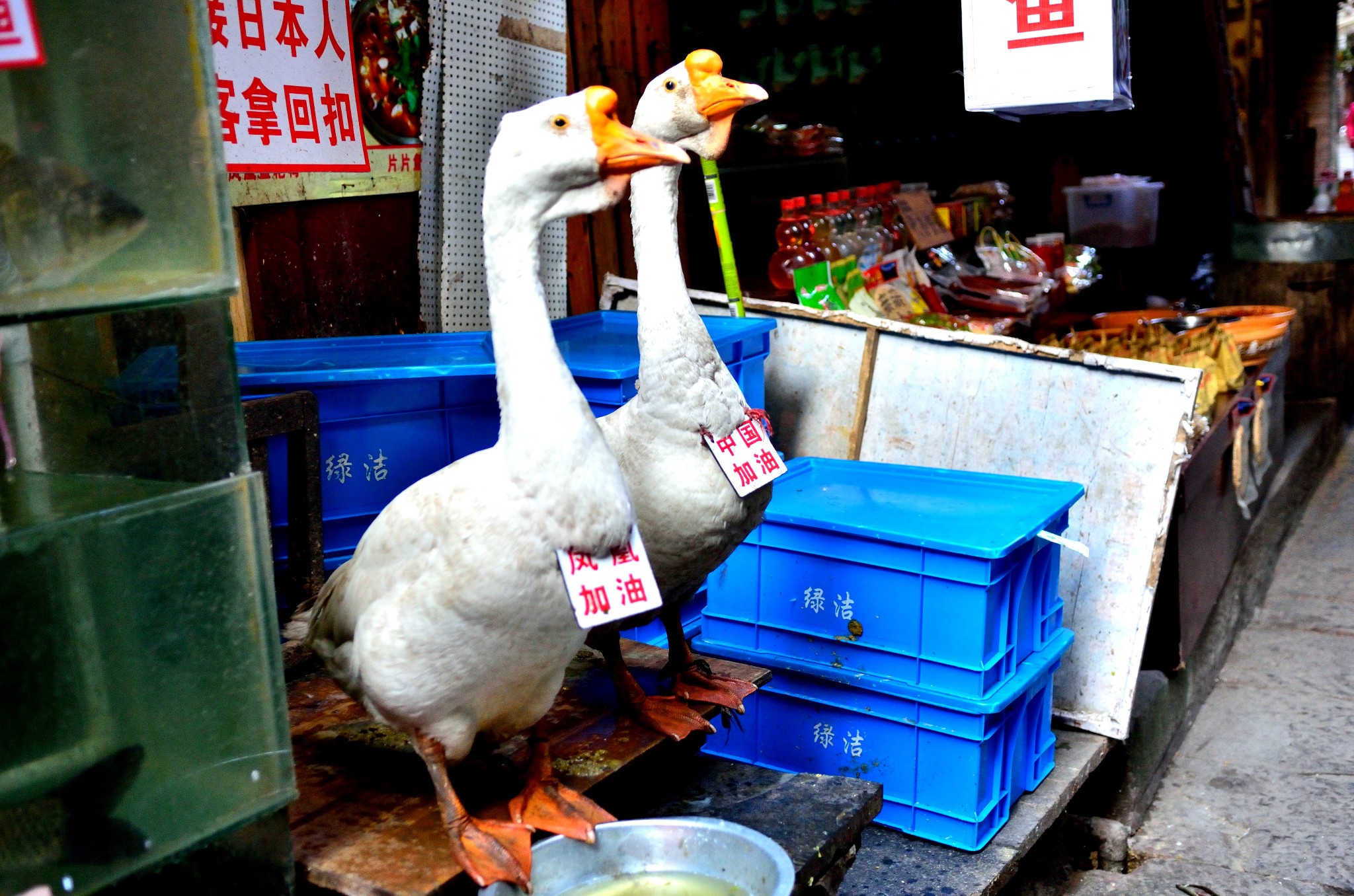 鳳凰古鎮自助遊攻略