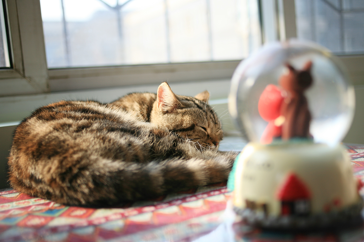 什么光炯炯成语_成语故事图片