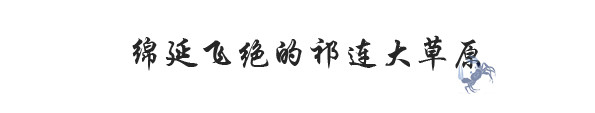 绵延飞绝的祁连大草原 绵延飞绝的祁连大草原