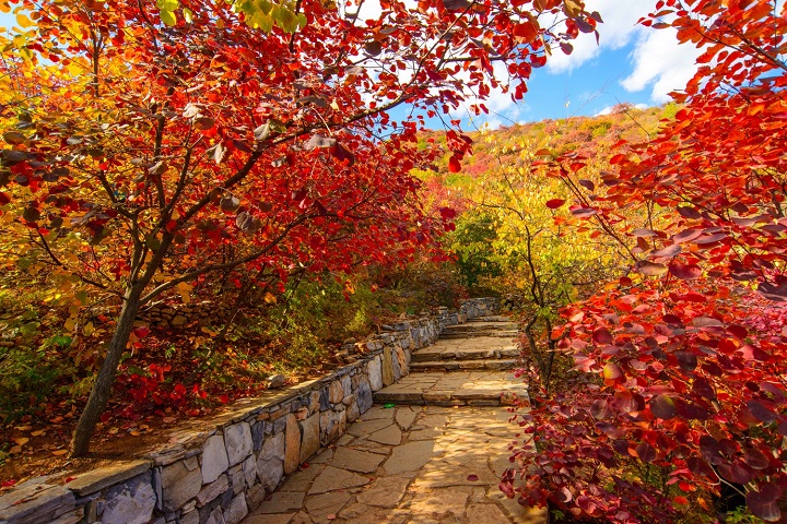 周六/日房山★赏秋【秋满坡峰岭 红叶正当时】看红叶,登山一日行摄
