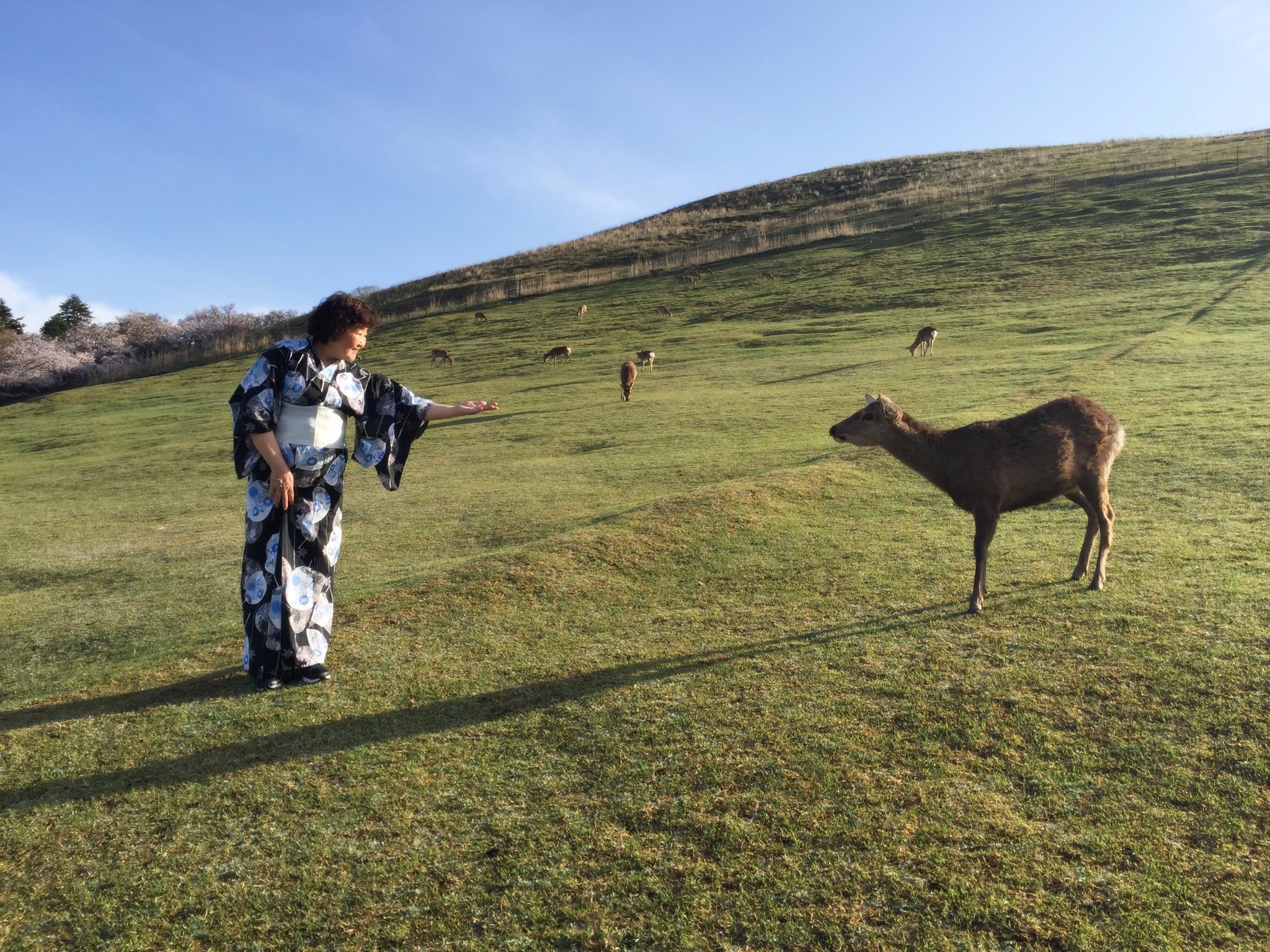 京都自助遊攻略