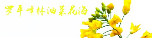 罗平峰林油菜花海 罗平峰林油菜花海