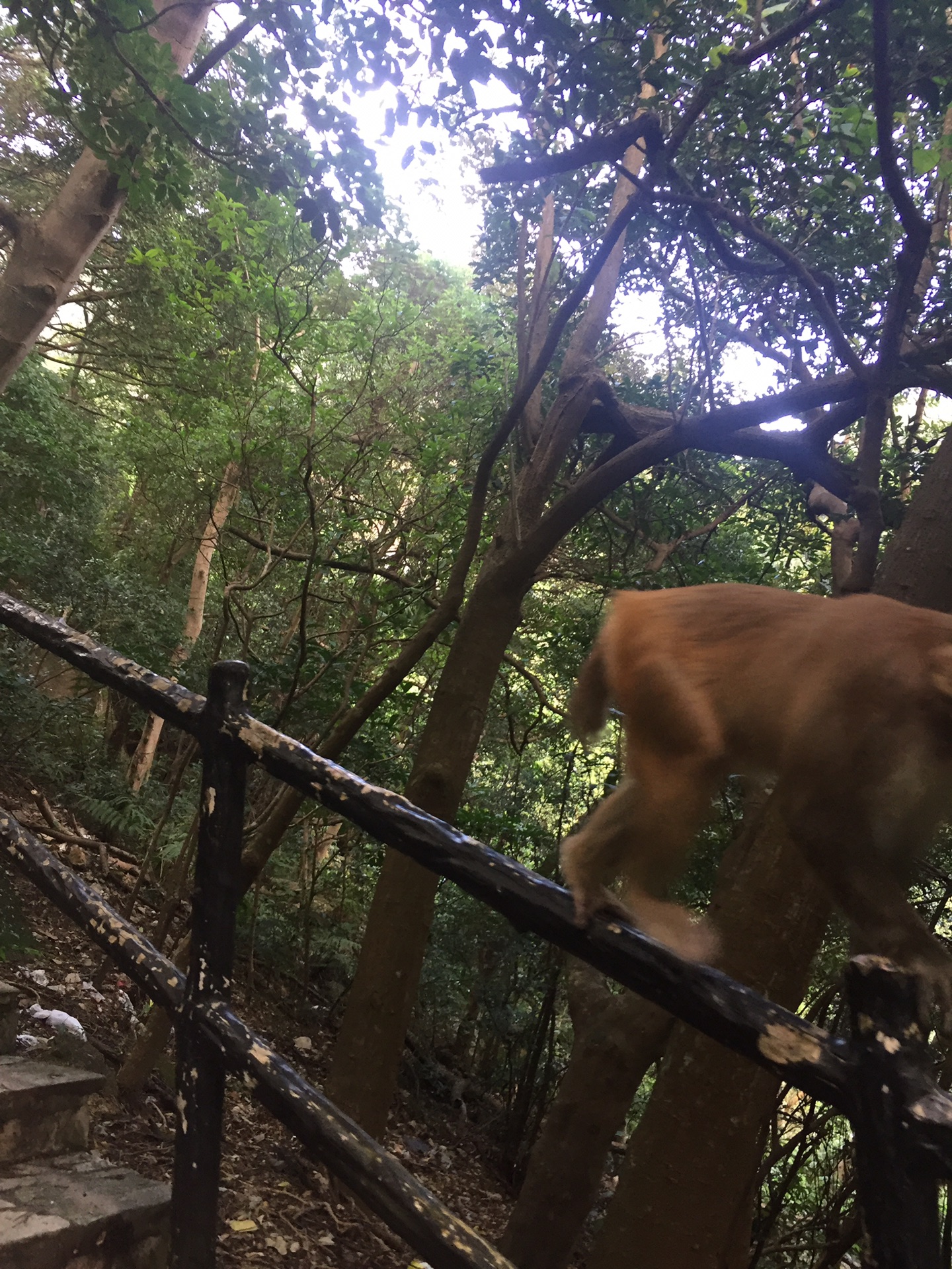 我在香港行山獅子山麥理浩徑第五段