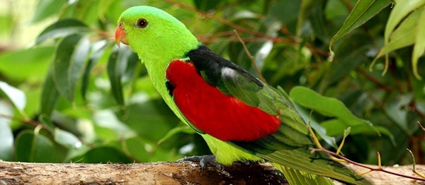 库兰达雨林超值亲子欢乐动物园套餐(考拉野生动物园 蝴蝶园 百鸟园