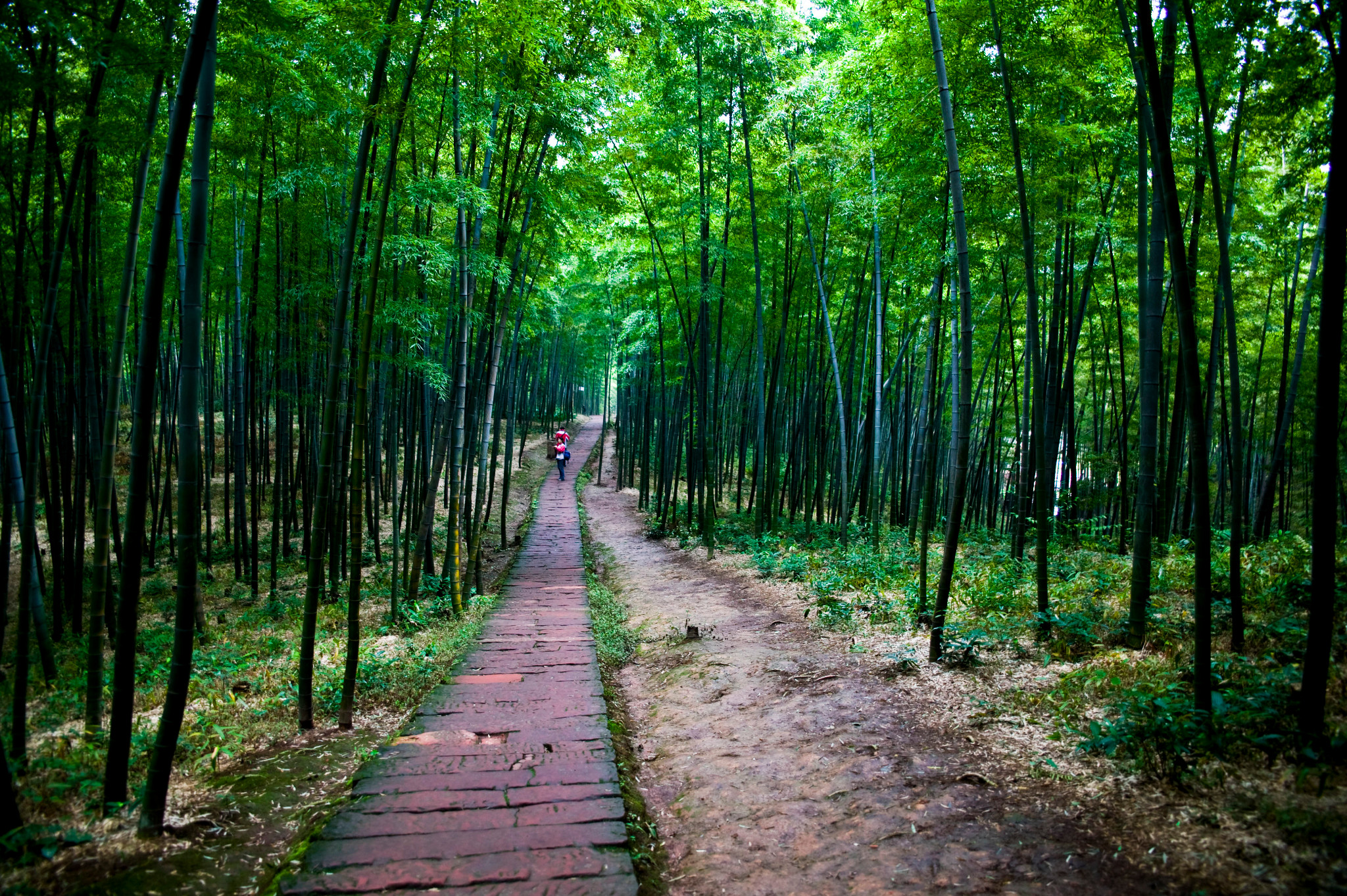 《臥虎藏龍》《十面埋伏》取景地 蜀南竹海