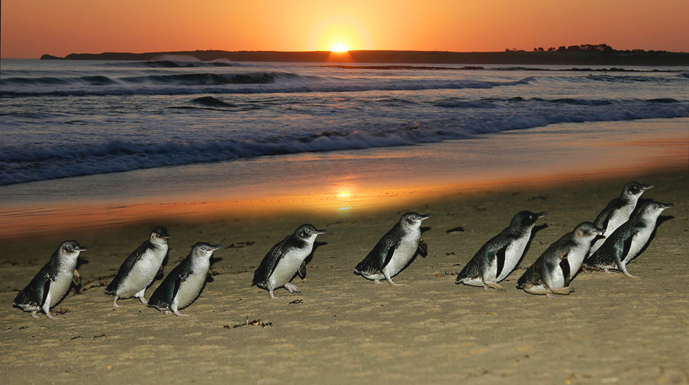 墨尔本 企鹅岛企鹅归巢门票