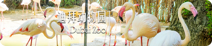 迪拜动物园 · Dubai Zoo 迪拜动物园 · Dubai Zoo