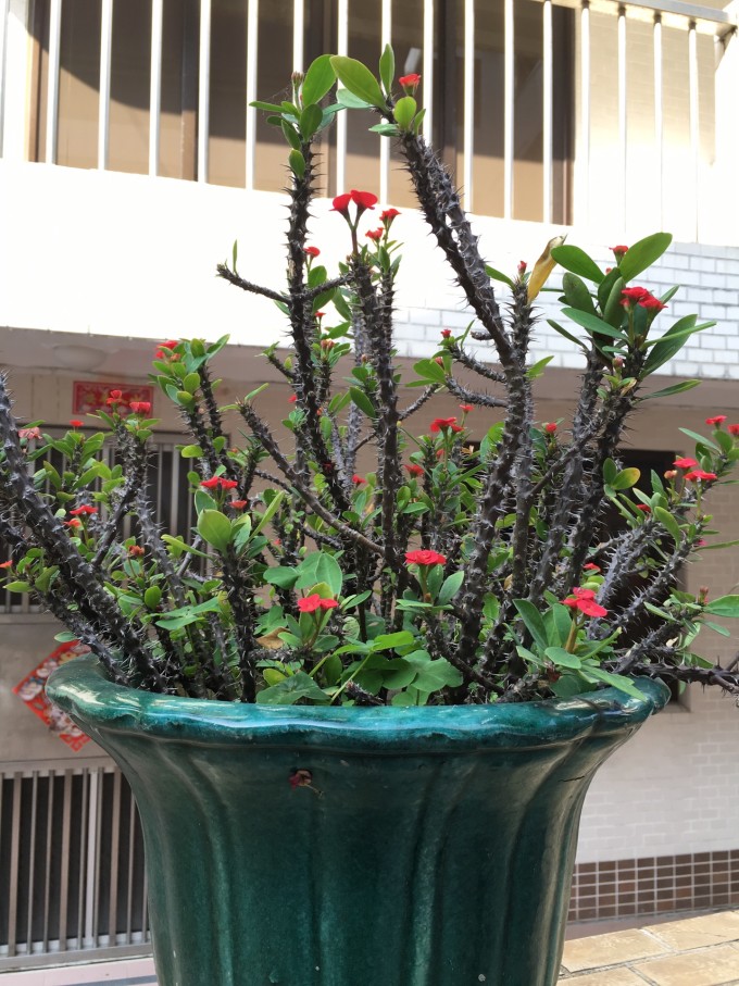 充满生活气息的小岛:香港长洲岛一日游之三人