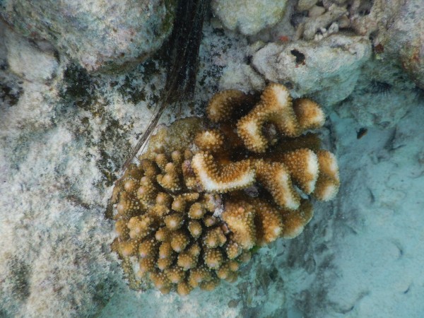 鱼多久停喂一次 wKgBs1ZnnYuABxutAA4HtJ-m3F477.jpeg?imageView2%2F2%2Fw%2F600%2Fq%2F90