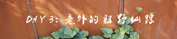 DAY 3:意外的绿野仙踪 DAY 3:意外的绿野仙踪