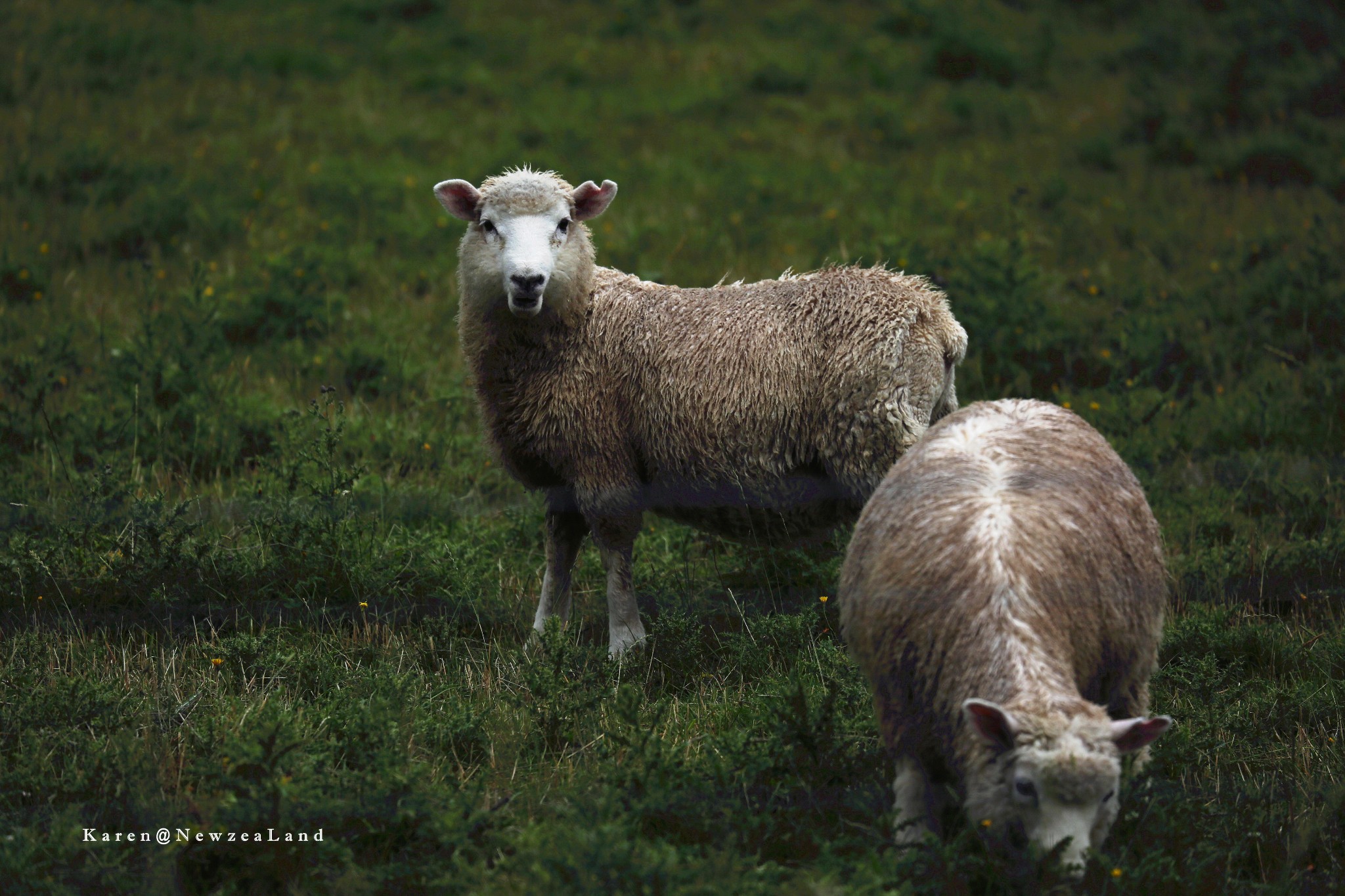 自驾绵羊国【南半球的南十字星下的蓝色画卷】新西兰图文游记完整攻略